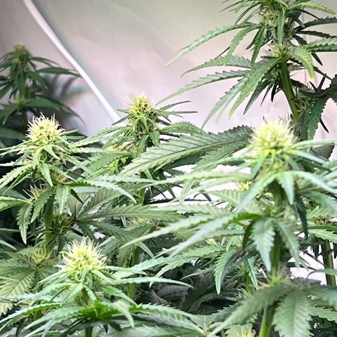 S.N.B  #1 growlog timeline photo