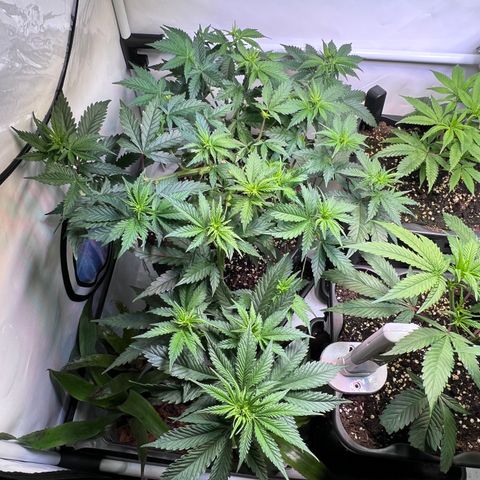 S.N.B  #1 growlog timeline photo
