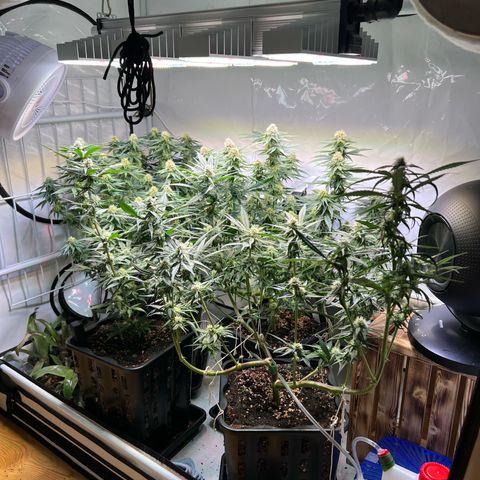 S.N.B  #1 growlog timeline photo