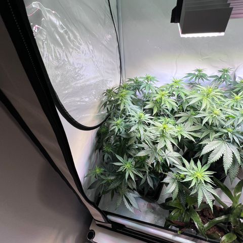 S.N.B  #1 growlog timeline photo