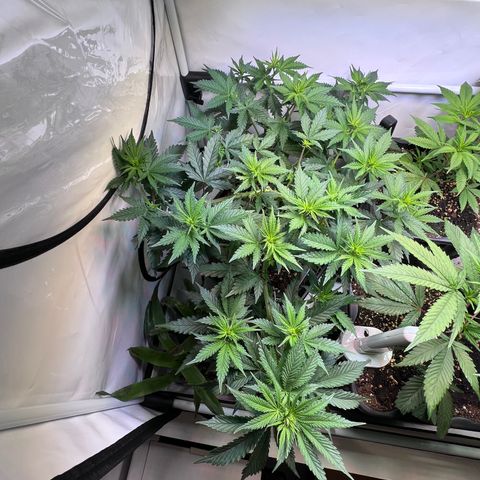 S.N.B  #1 growlog timeline photo