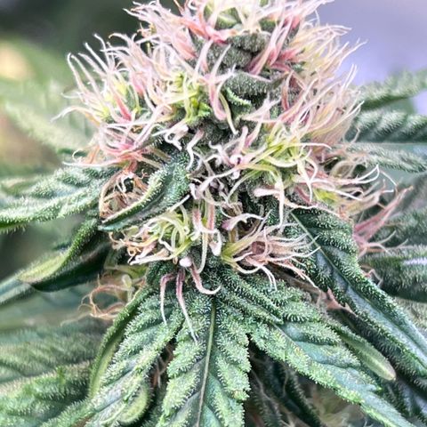 S.N.B  #1 growlog timeline photo