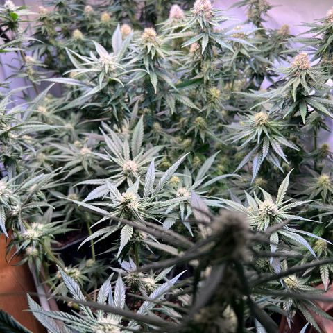 S.N.B  #1 growlog timeline photo