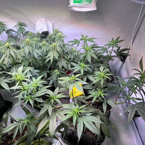 S.N.B  #1 growlog timeline photo