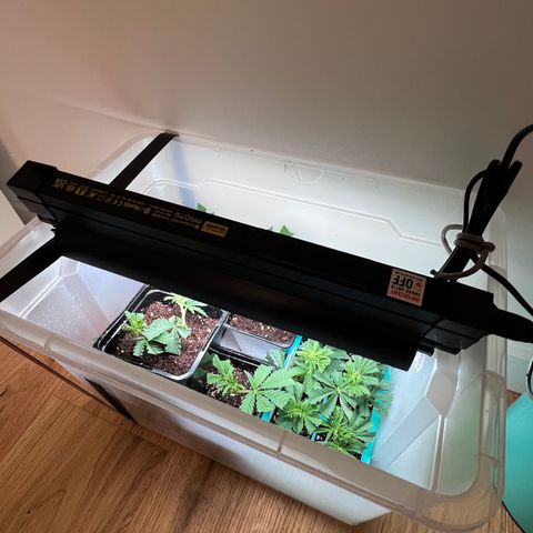 S.N.B  #1 growlog timeline photo