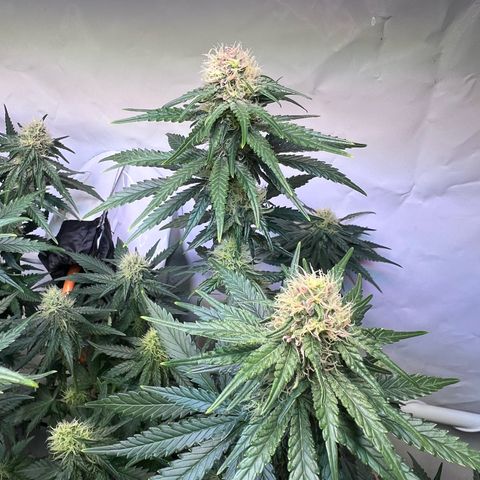 S.N.B  #1 growlog timeline photo