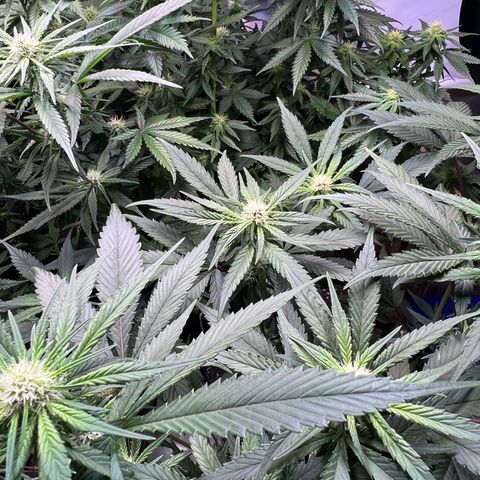 S.N.B  #1 growlog photo: Dito.