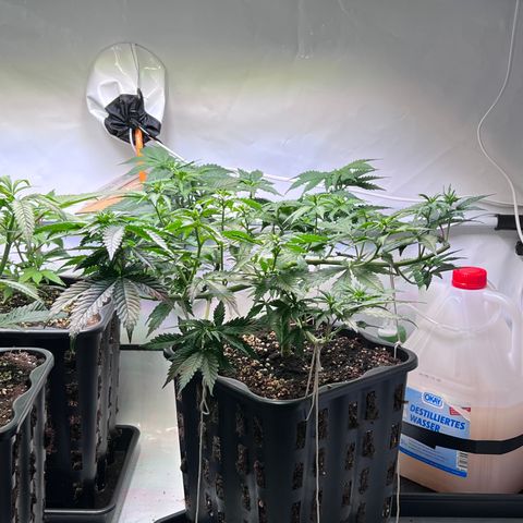 S.N.B  #1 growlog timeline photo