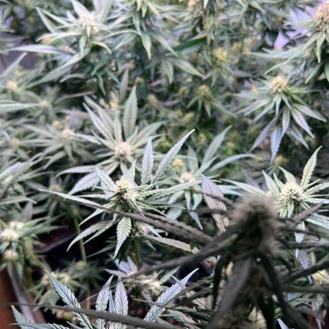 S.N.B  #1 growlog timeline photo