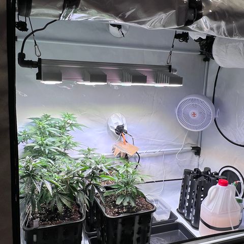 S.N.B  #1 growlog timeline photo