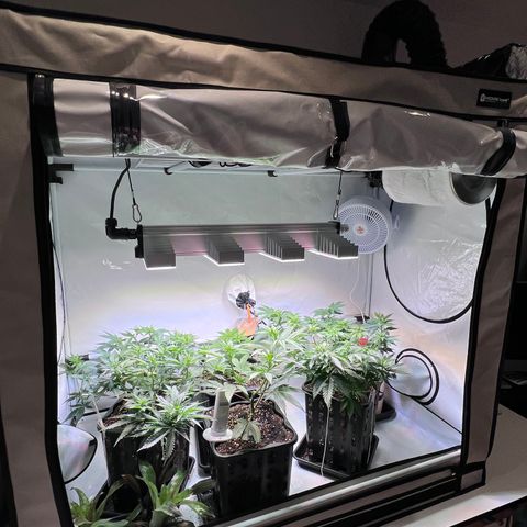 S.N.B  #1 growlog timeline photo