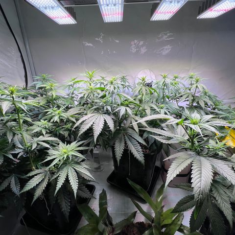 S.N.B  #1 growlog timeline photo
