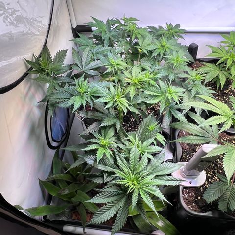 S.N.B  #1 growlog timeline photo