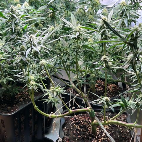 S.N.B  #1 growlog timeline photo