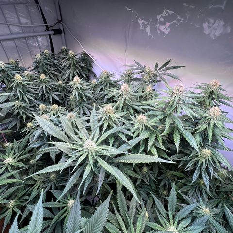 S.N.B  #1 growlog timeline photo