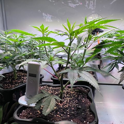 S.N.B  #1 growlog timeline photo