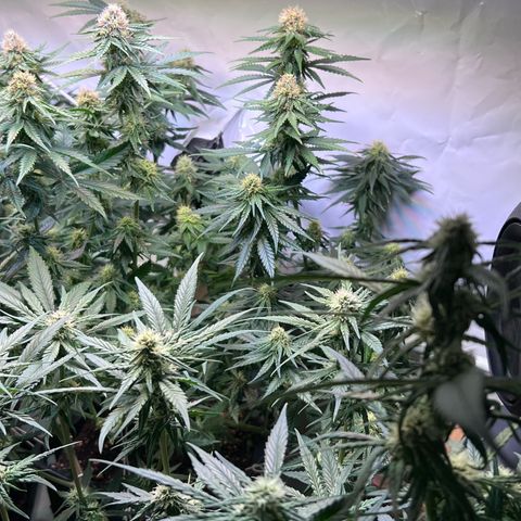 S.N.B  #1 growlog timeline photo