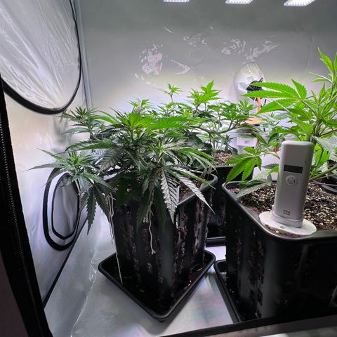 S.N.B  #1 growlog timeline photo