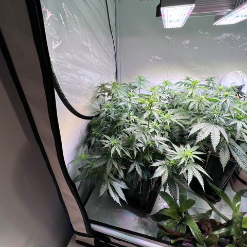 S.N.B  #1 growlog timeline photo