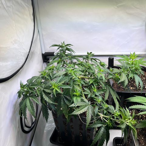 S.N.B  #1 growlog timeline photo