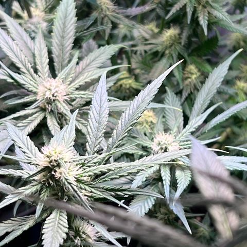 S.N.B  #1 growlog timeline photo
