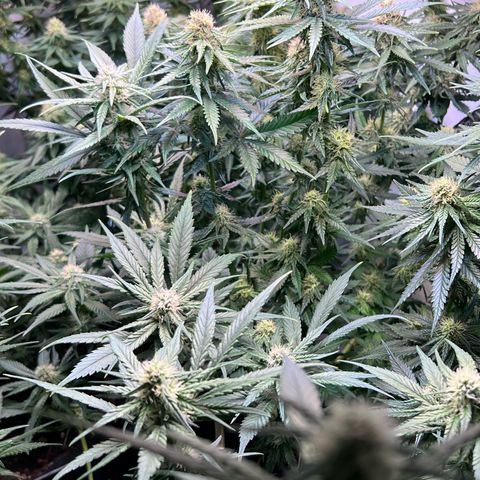 S.N.B  #1 growlog timeline photo