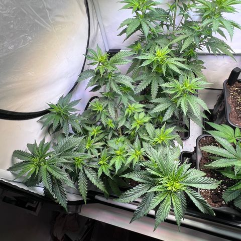 S.N.B  #1 growlog timeline photo