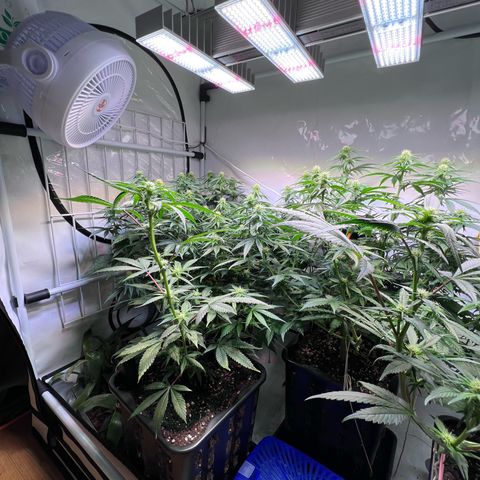 S.N.B  #1 growlog photo: Perfekt Umgestellt! 