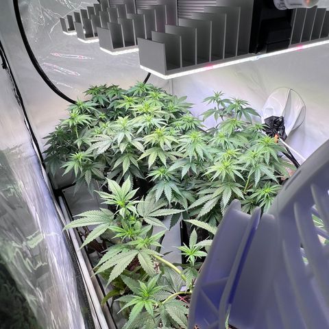 S.N.B  #1 growlog timeline photo