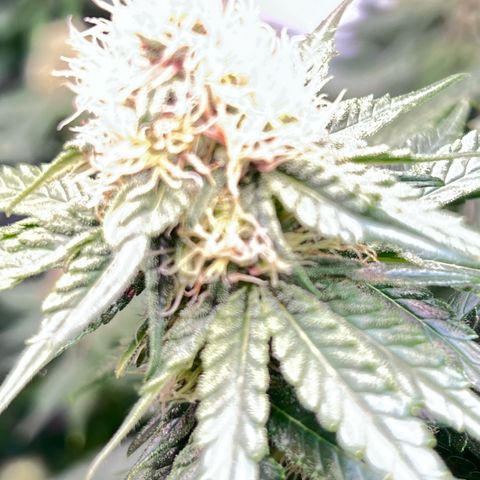S.N.B  #1 growlog timeline photo