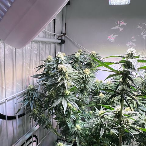 S.N.B  #1 growlog timeline photo