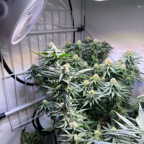S.N.B  #1 growlog timeline photo