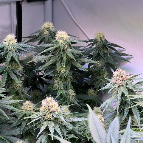 S.N.B  #1 growlog timeline photo