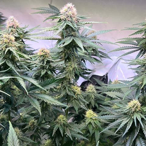 S.N.B  #1 growlog timeline photo