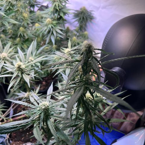 S.N.B  #1 growlog timeline photo