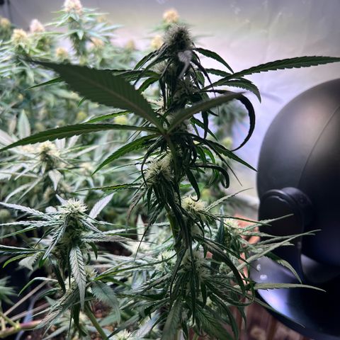 S.N.B  #1 growlog timeline photo