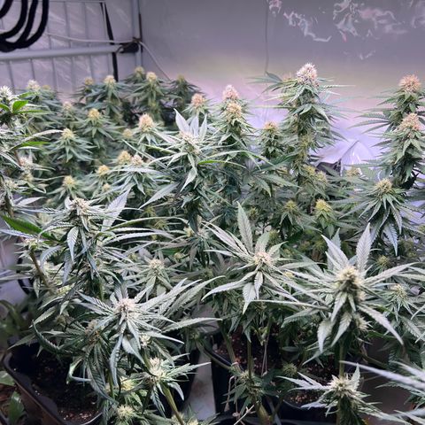 S.N.B  #1 growlog timeline photo