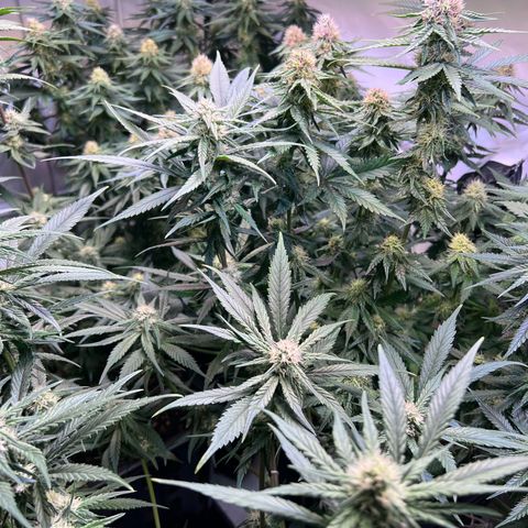 S.N.B  #1 growlog timeline photo