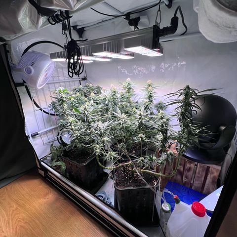 S.N.B  #1 growlog timeline photo