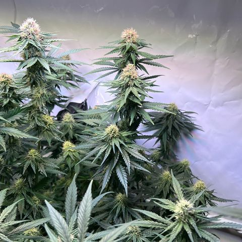 S.N.B  #1 growlog timeline photo