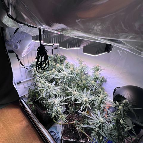 S.N.B  #1 growlog timeline photo