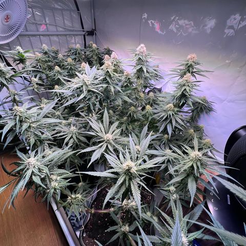 S.N.B  #1 growlog timeline photo