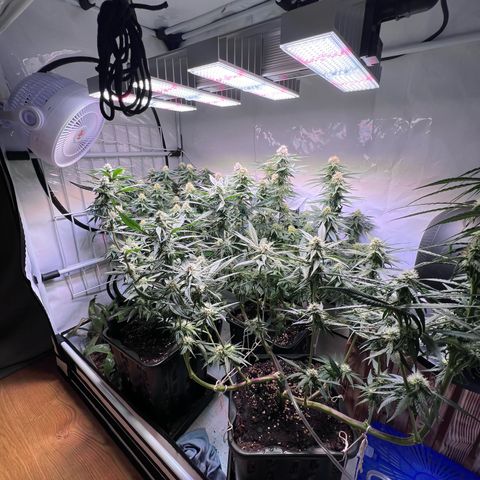 S.N.B  #1 growlog timeline photo
