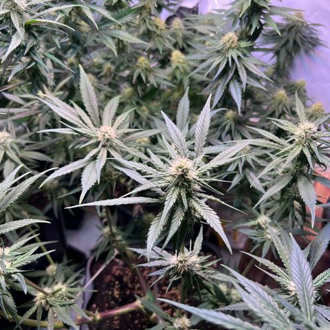 S.N.B  #1 growlog timeline photo