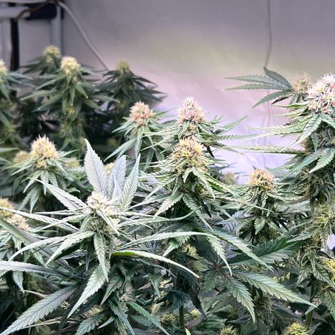 S.N.B  #1 growlog timeline photo