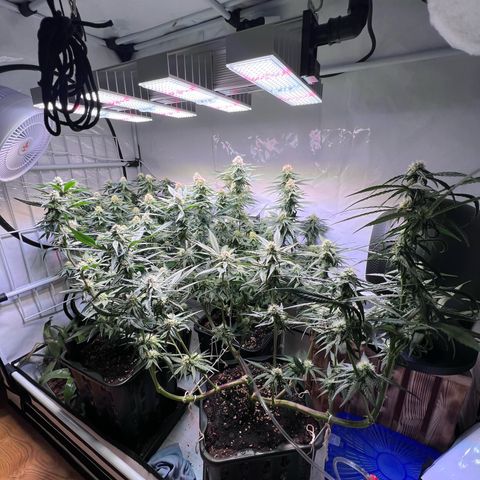 S.N.B  #1 growlog timeline photo