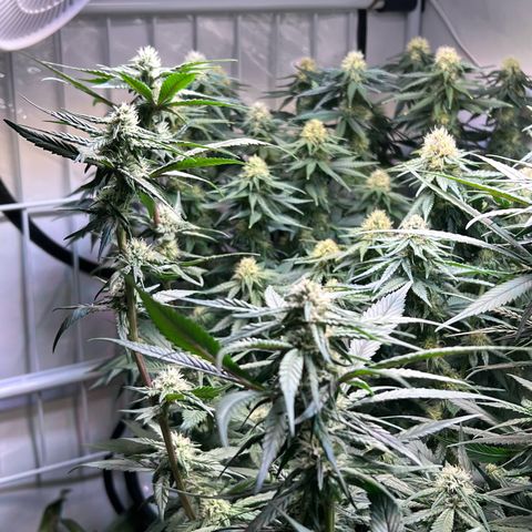 S.N.B  #1 growlog timeline photo