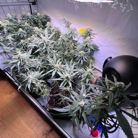 S.N.B  #1 growlog timeline photo