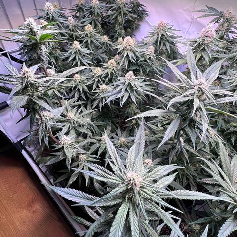 S.N.B  #1 growlog timeline photo