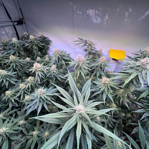 S.N.B  #1 growlog timeline photo